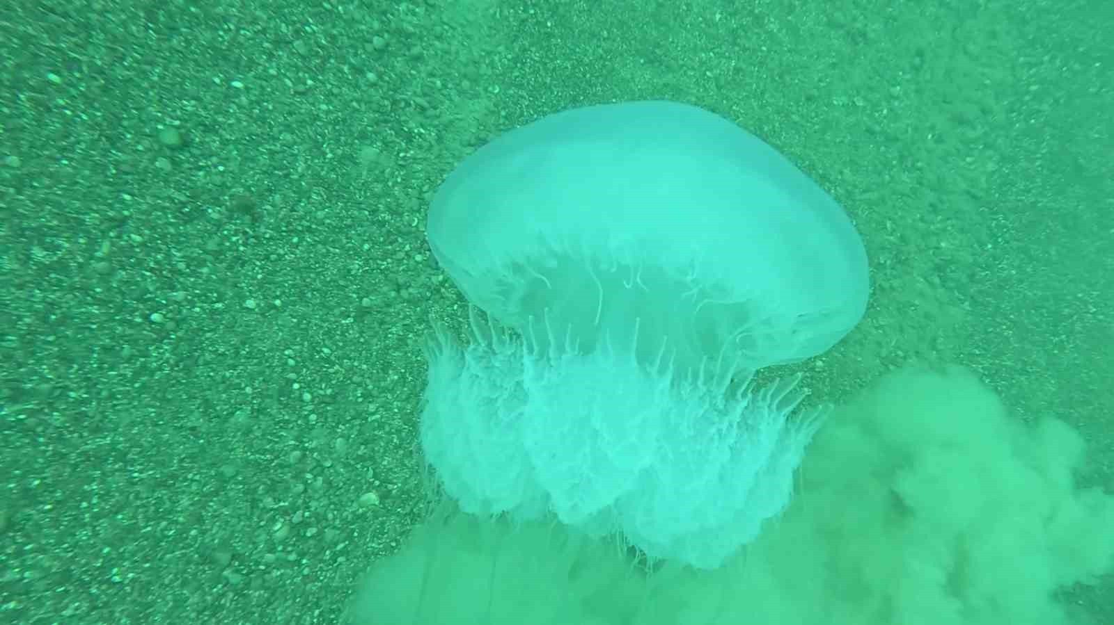 Poyraz, Akdeniz’deki en büyük denizanası türünü Antalya Körfezi’ne soktu
Poyraz, Akdeniz’deki en büyük denizanası türünü Antalya Körfezi’ne soktu