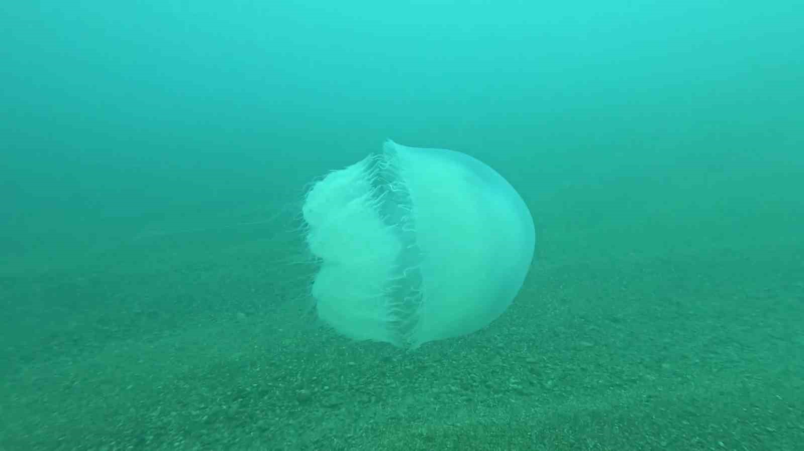 Poyraz, Akdeniz’deki en büyük denizanası türünü Antalya Körfezi’ne soktu
Poyraz, Akdeniz’deki en büyük denizanası türünü Antalya Körfezi’ne soktu