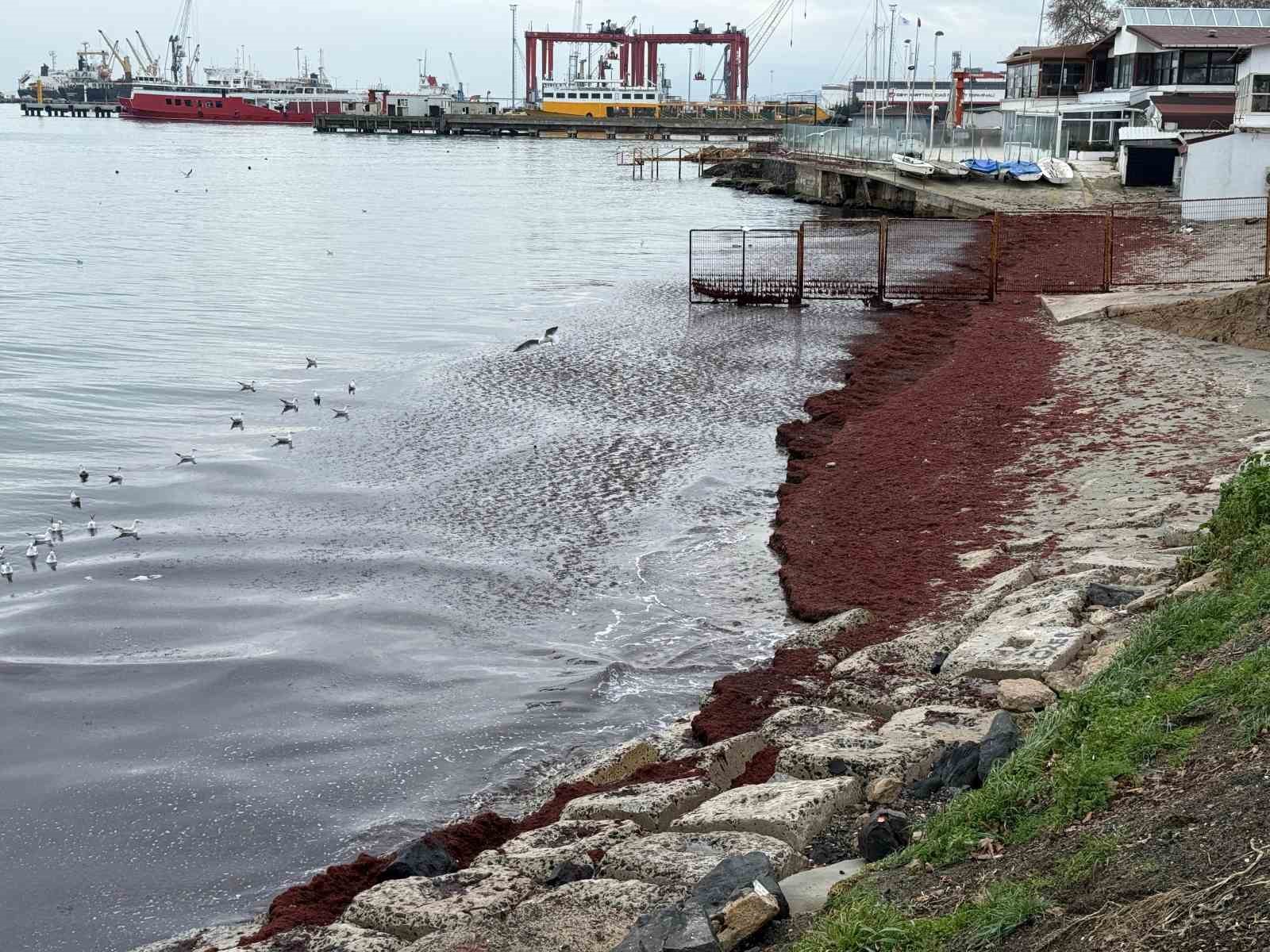 Poyraz sahili kırmızıya boyadı
