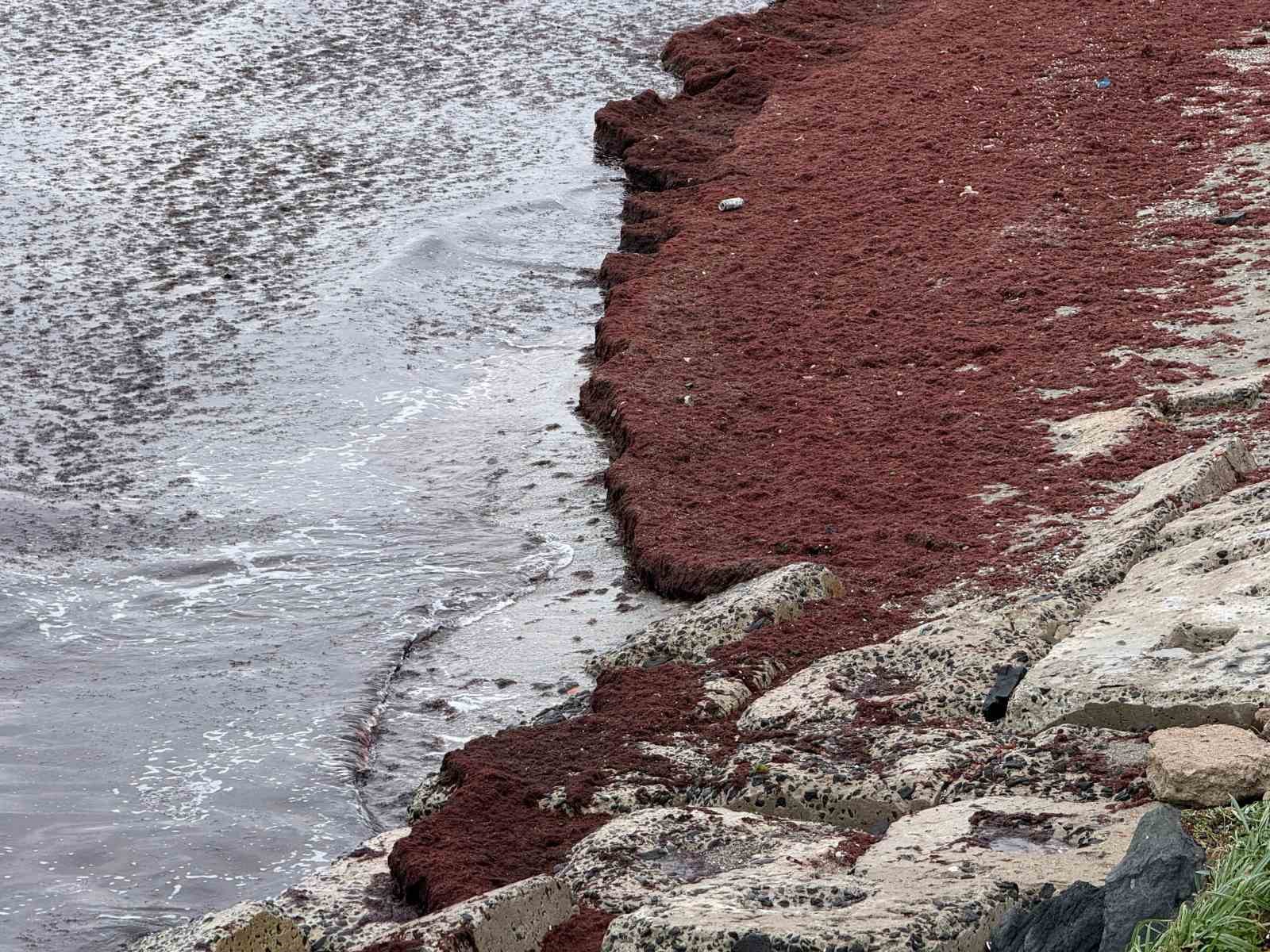 Poyraz sahili kırmızıya boyadı
