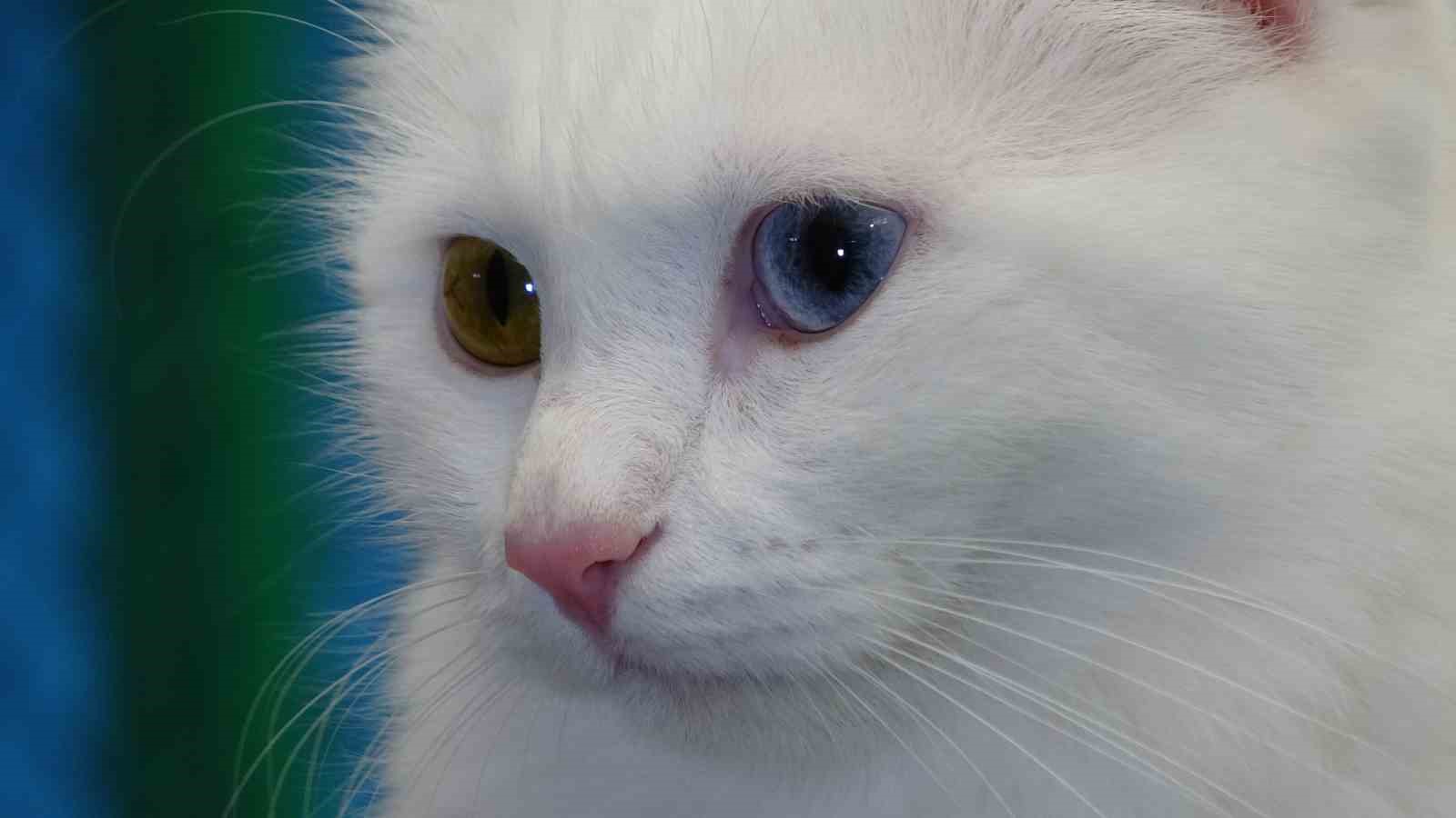 Prof. Dr. Kaya: "Kediler hayatımızın ayrılmaz bir parçasıdır"
