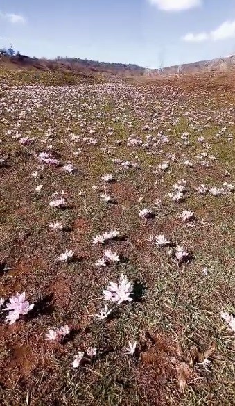 Pülümür Vadisi’nde çiğdemler yalancı bahara aldandı
