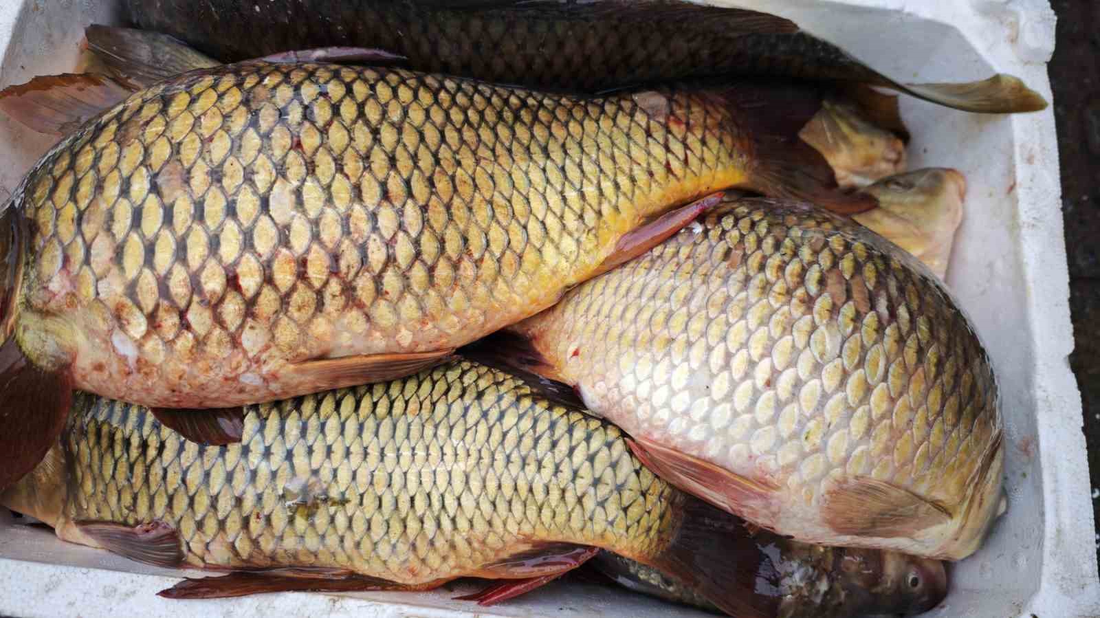 Ramazan ayında sazan balığına ilgi
