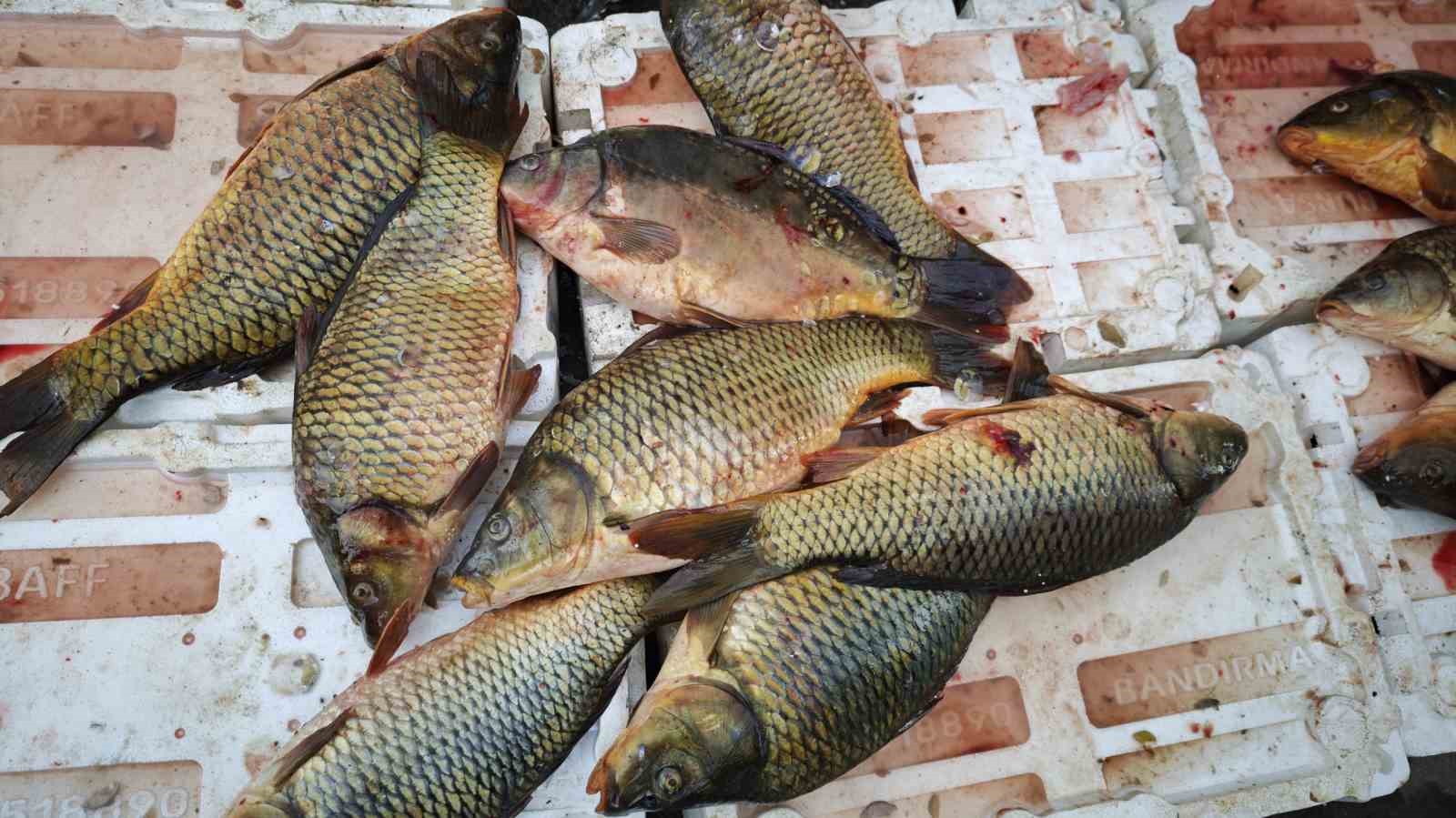 Ramazan ayında sazan balığına ilgi
