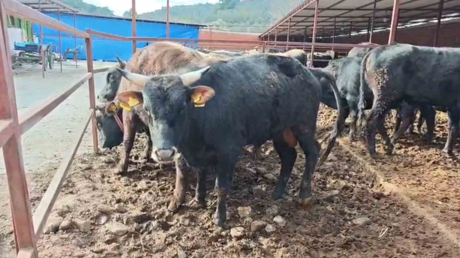 Ramazan bitti, Kurban heyecanı başladı
