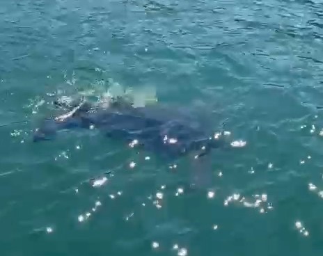 Rize’de nadir görülen deniz kaplumbağası balıkçının kamerasına yansıdı
