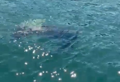 Rize’de nadir görülen deniz kaplumbağası balıkçının kamerasına yansıdı
