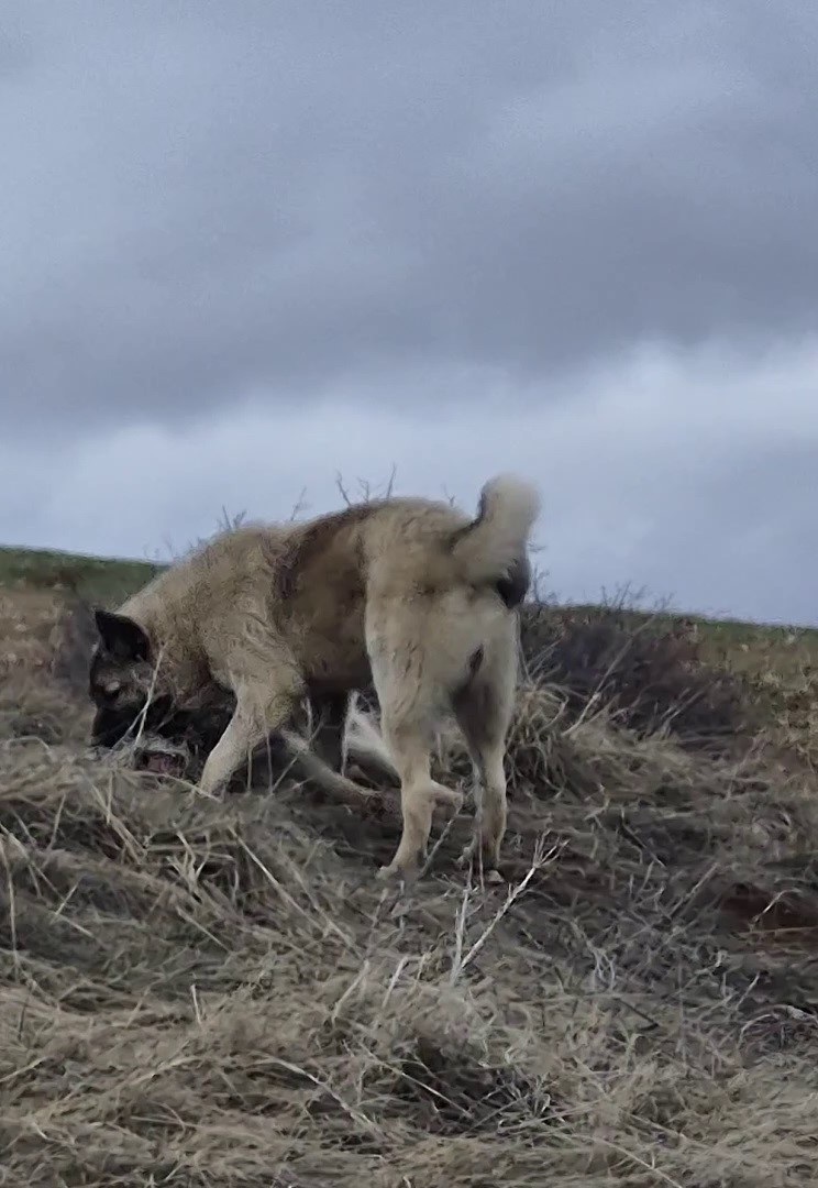 Rus güzele gönlünü kaptıran kangala kadınlardan tepki: "Bizim erkeklerimiz böyledir"

