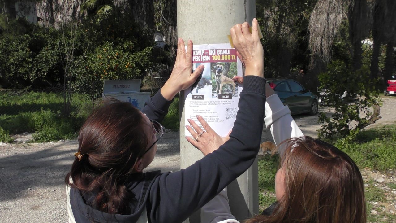 Rus sahipleri, kaybolan köpeklerini sokak sokak arıyor: Canlı bulana 100 bin, ölü bulana 10 bin ödül
Rus sahipleri, kaybolan köpeklerini sokak sokak arıyor: Canlı bulana 100 bin, ölü bulana 10 bin ödül