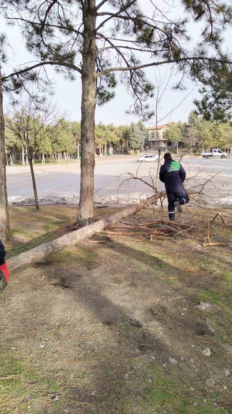 Rüzgardan devrilen ağaçlar temizleniyor
