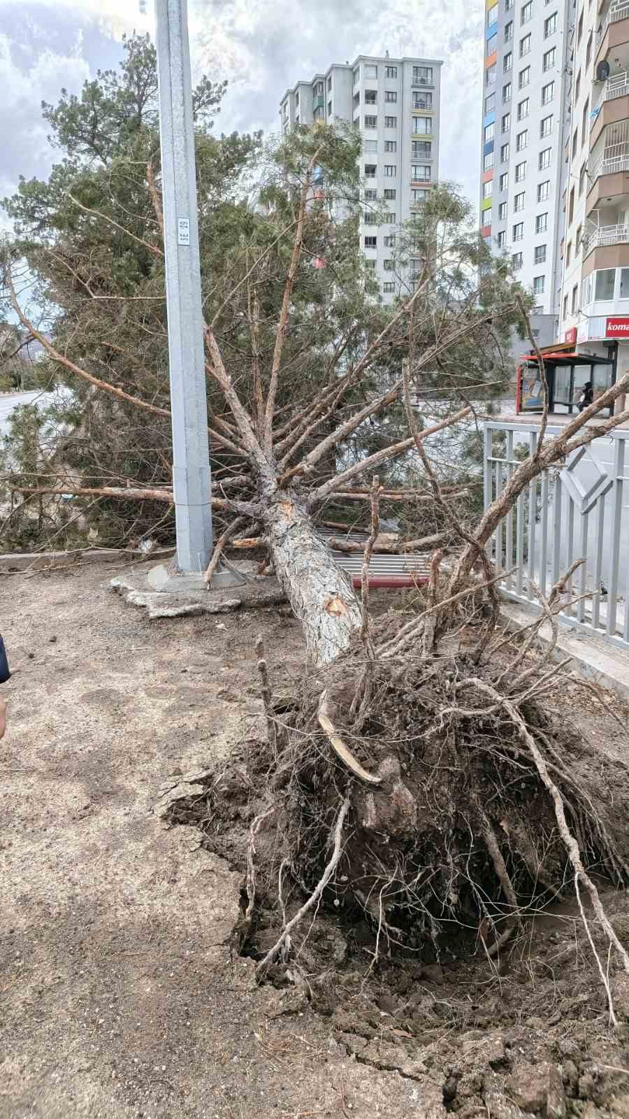Rüzgardan devrilen ağaçlar temizleniyor
