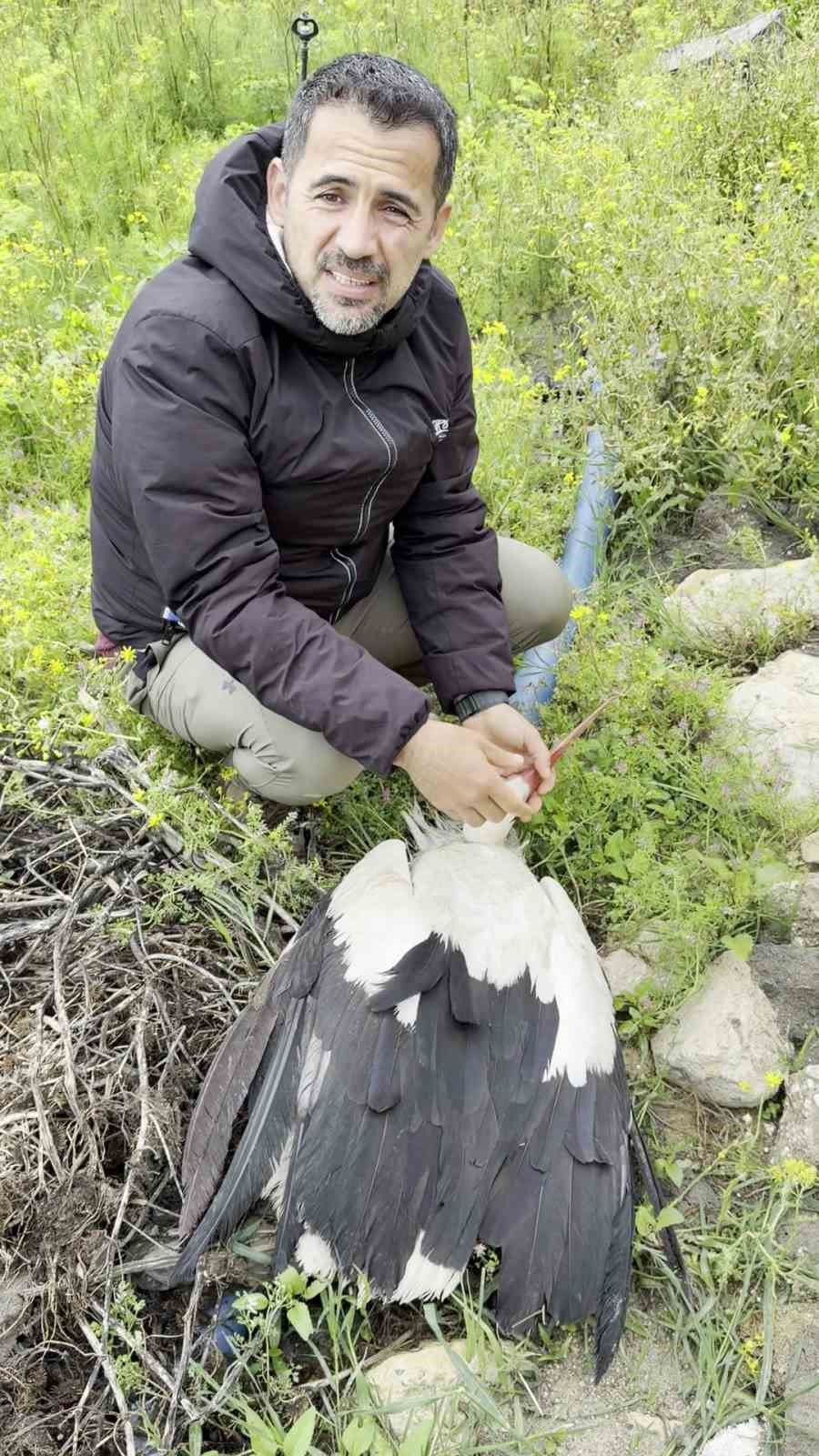 Saçmaların hedefi olan leyleğe kuş gözlemcisinden ilk yardım

