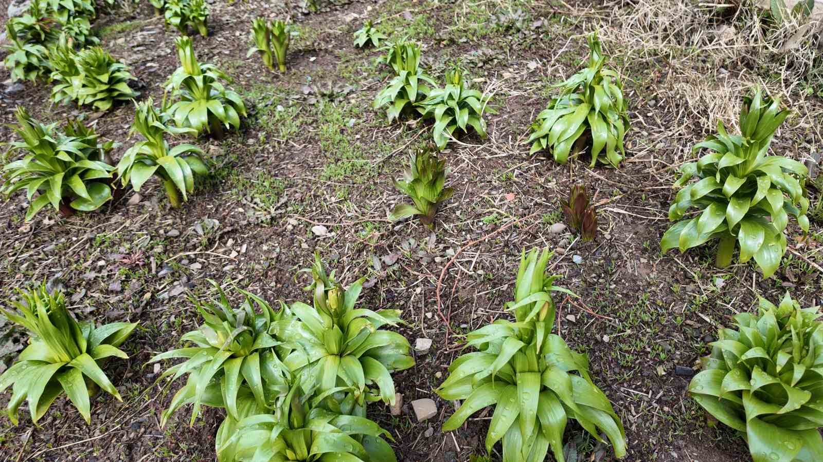 Sadece 20 günlük ömrü var: Bu çiçeği koparmanın cezası 700 bin lira
