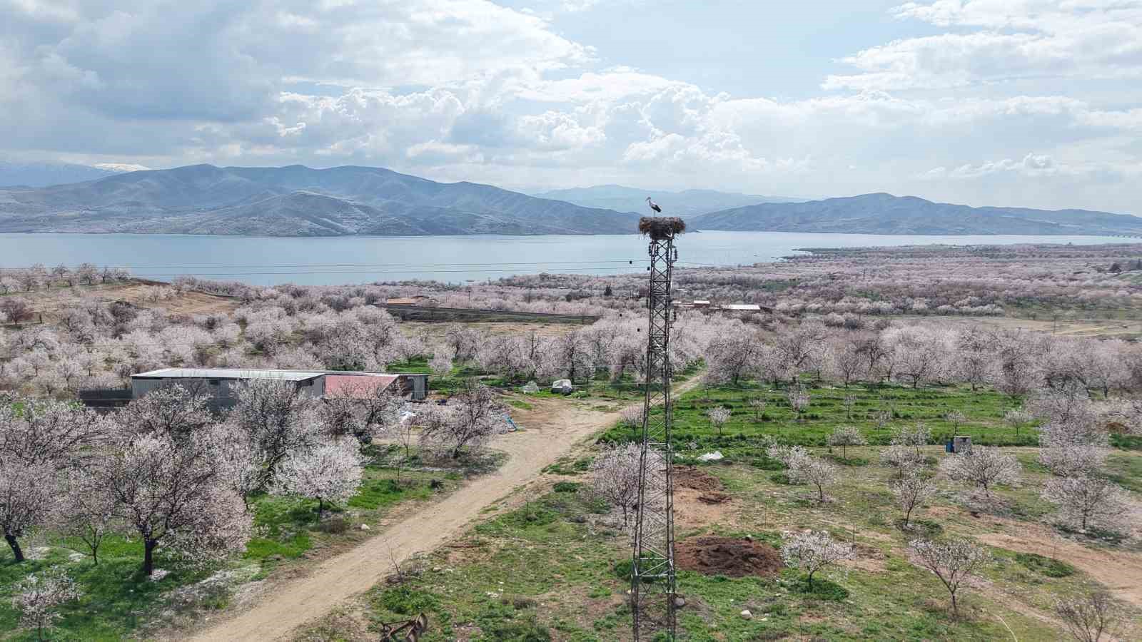 Sadık misafir leylek 10 yıldır yolunu şaşırmıyor
