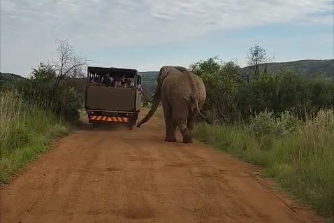 Safari turunda Türk turistleri fil kovaladı
