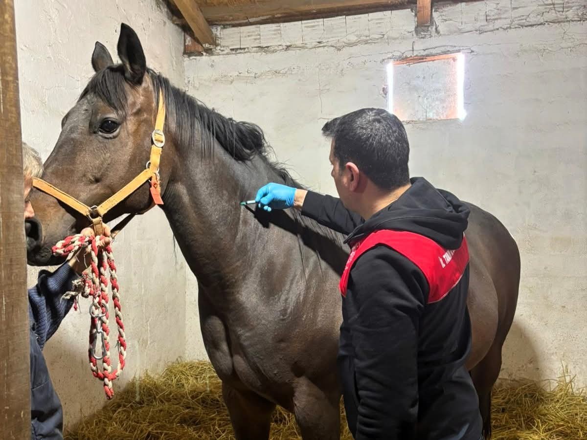 Safkan atlar aşılanıyor
