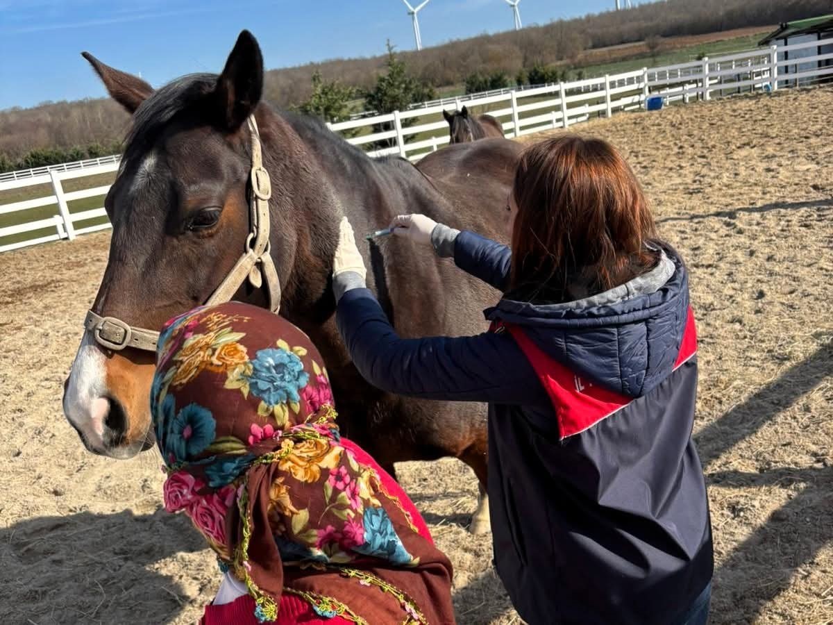 Safkan atlar aşılanıyor
