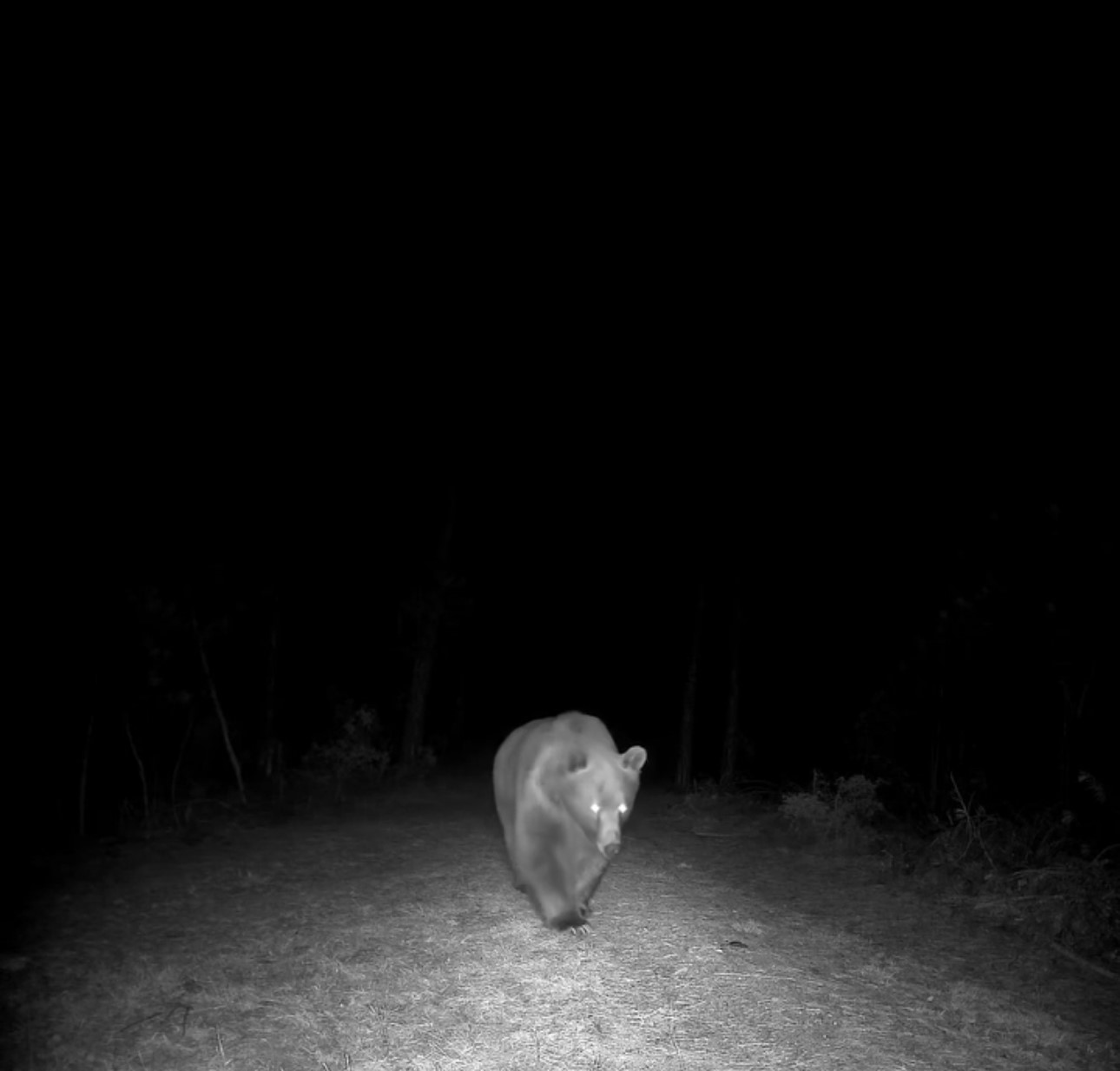Safranbolu’da boz ayı fotokapanla görüntülendi
