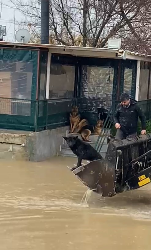 Sağanak sonrası evde mahsur kalan 4 köpek iş makinesiyle kurtarıldı
