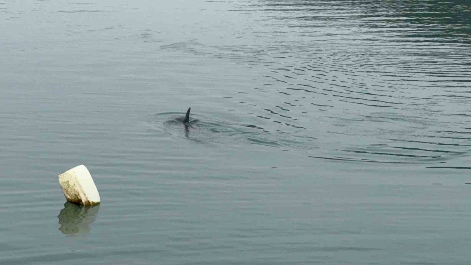 Sahil güvenlikten nefes kesen yunus kurtarma operasyonu
