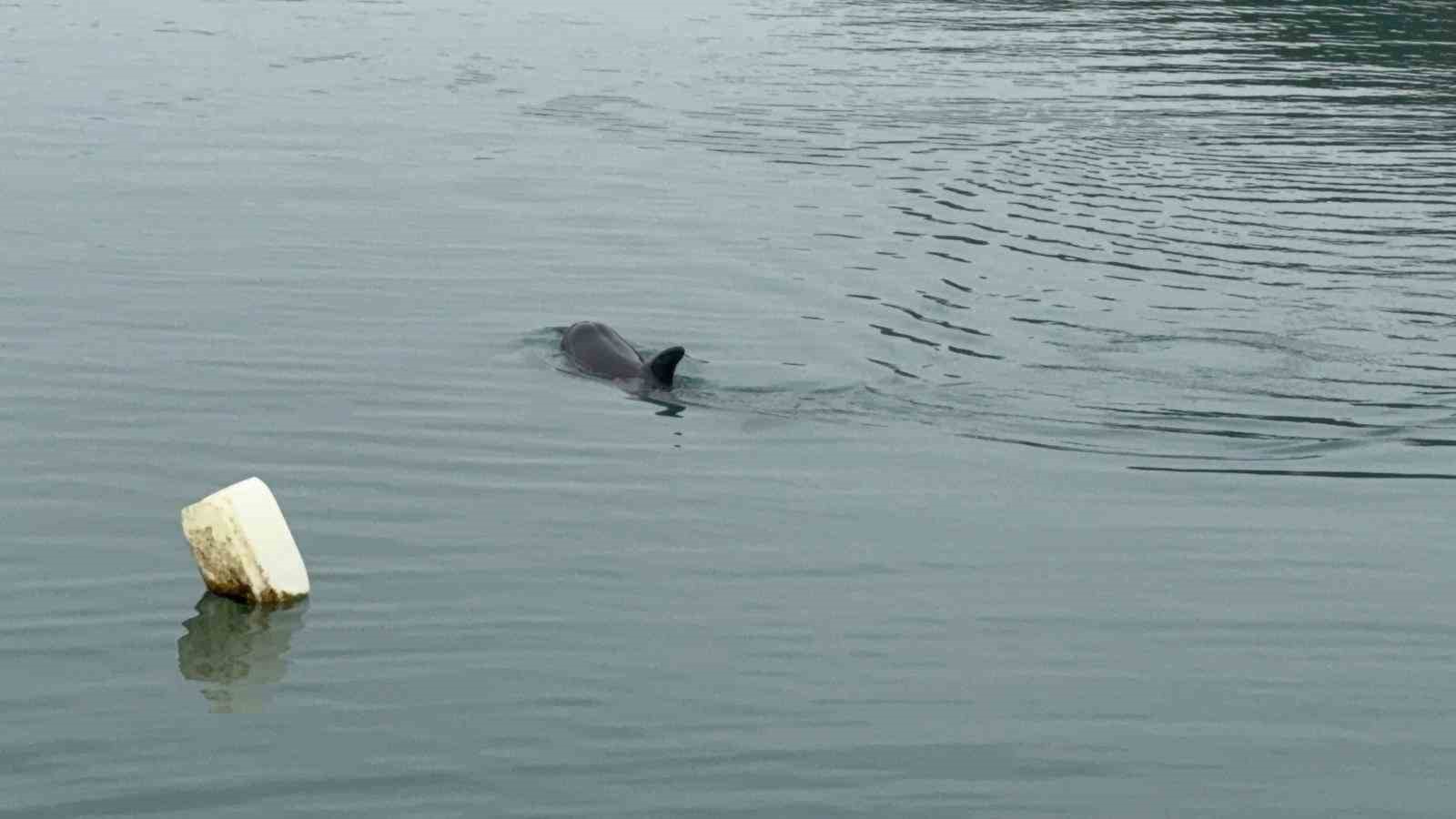 Sahil güvenlikten nefes kesen yunus kurtarma operasyonu
