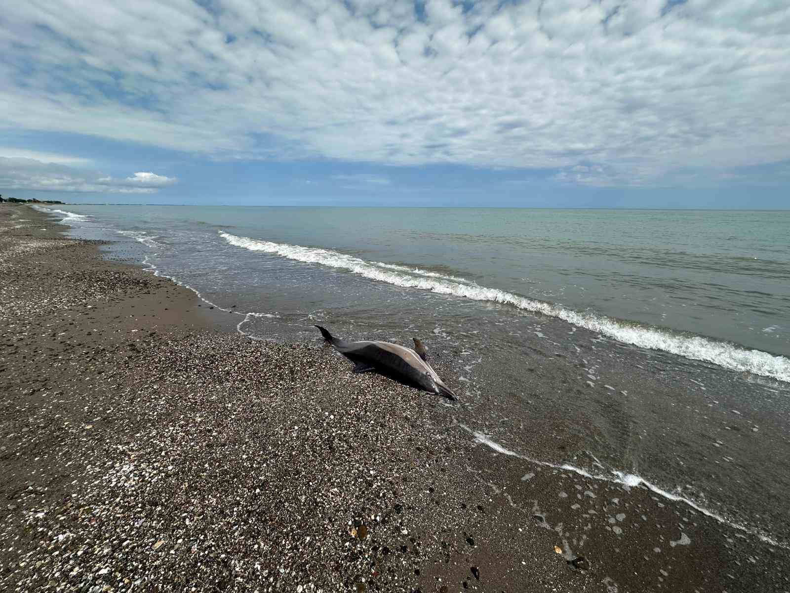Sahile vuran ölü yunuslar tedirgin ediyor
