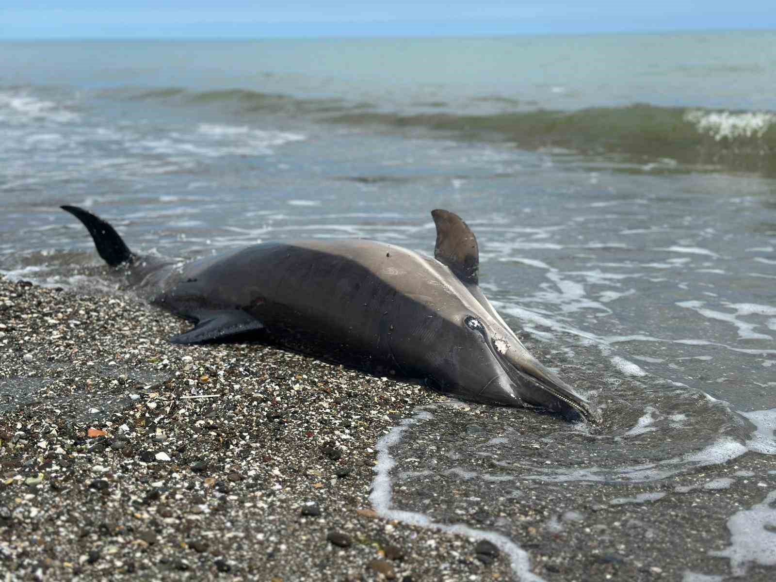 Sahile vuran ölü yunuslar tedirgin ediyor
