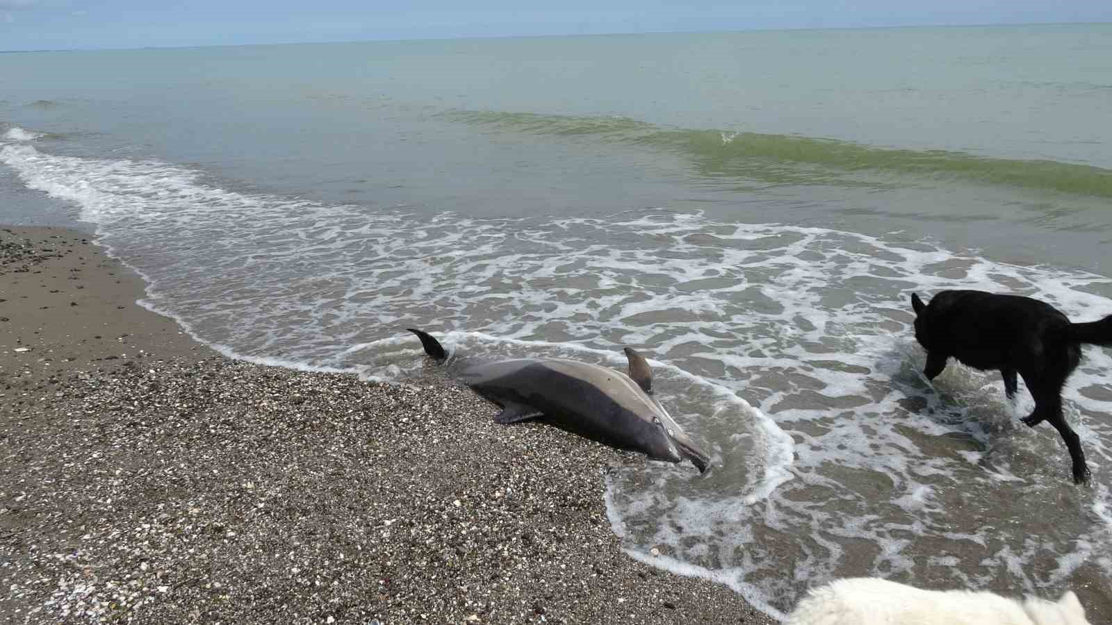 Sahile vuran ölü yunuslar tedirgin ediyor
