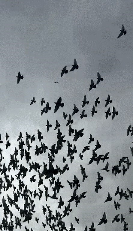 Şahin’in havadaki güvercin avı
