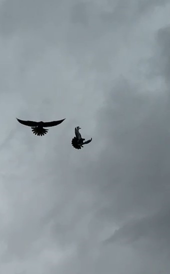 Şahin’in havadaki güvercin avı
