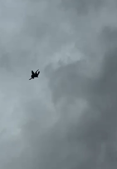 Şahin’in havadaki güvercin avı
