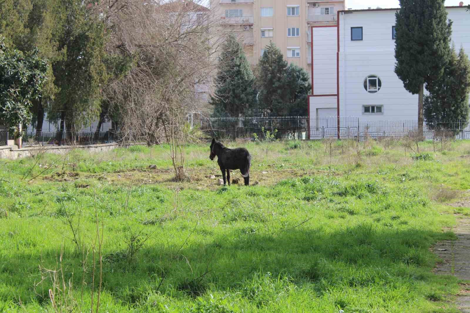 Sahipleri ölüme terk etti, resmi kurumlar topu birbirine attı
