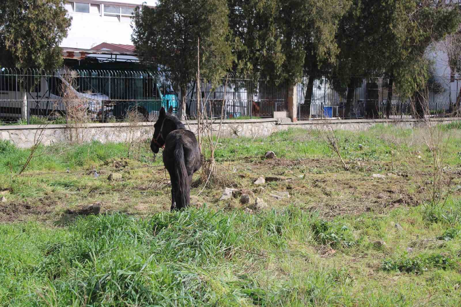 Sahipleri ölüme terk etti, resmi kurumlar topu birbirine attı
