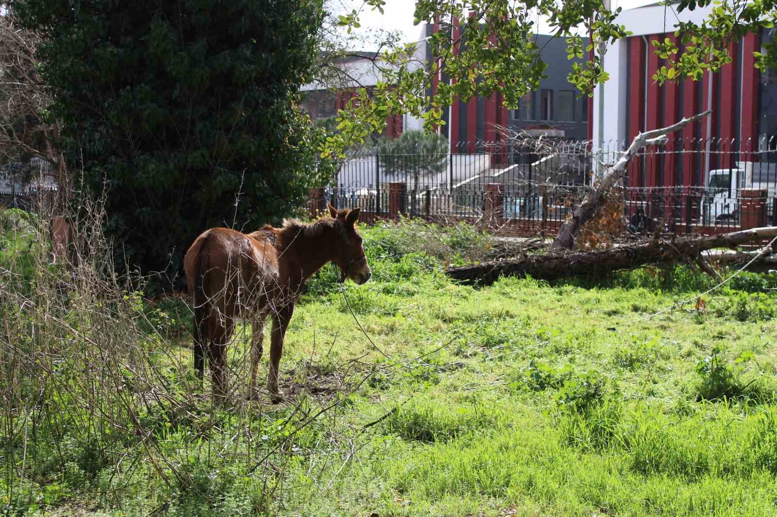 Sahipleri ölüme terk etti, resmi kurumlar topu birbirine attı
