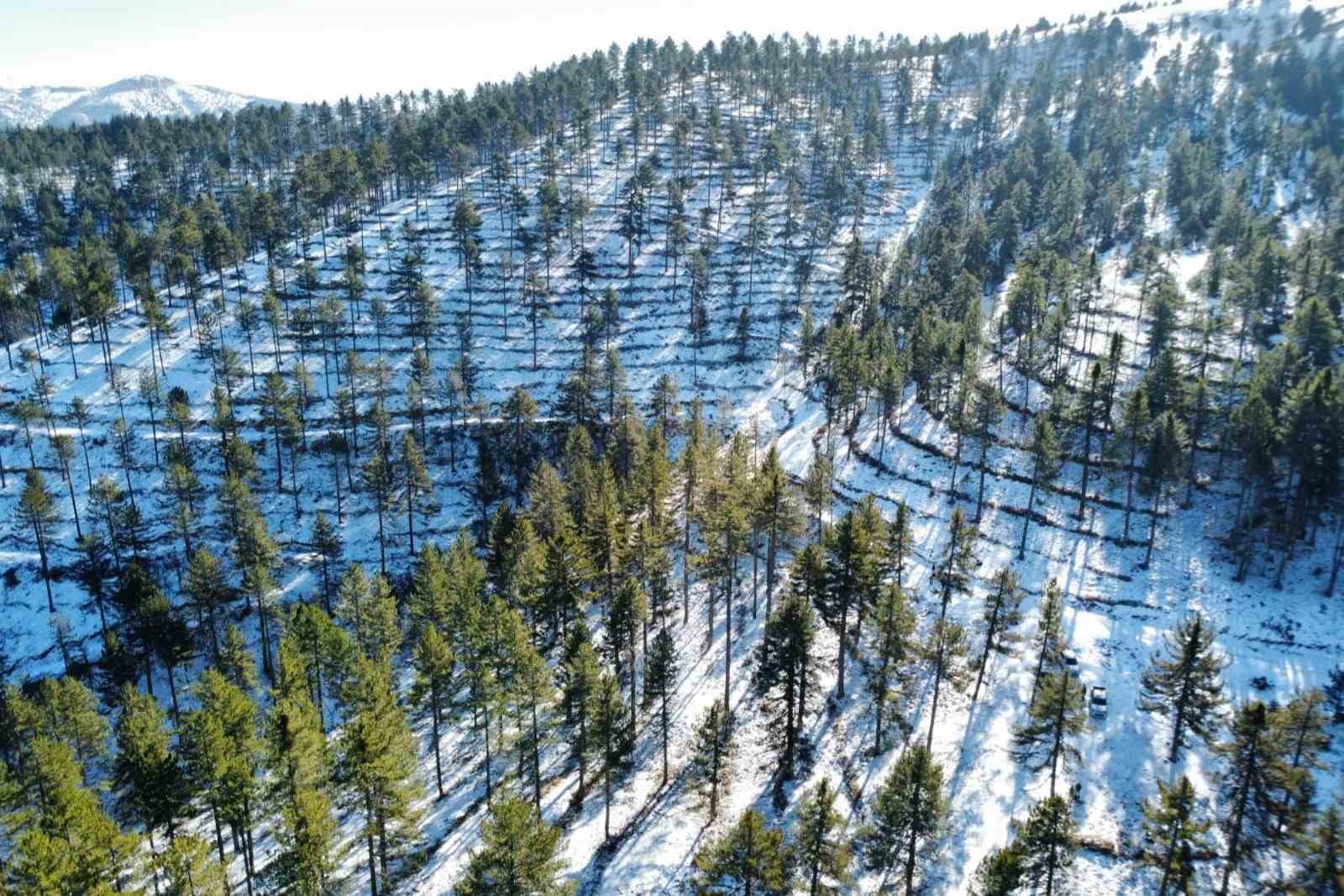 Saimbeyli’de orman geleceğe hazırlanıyor
