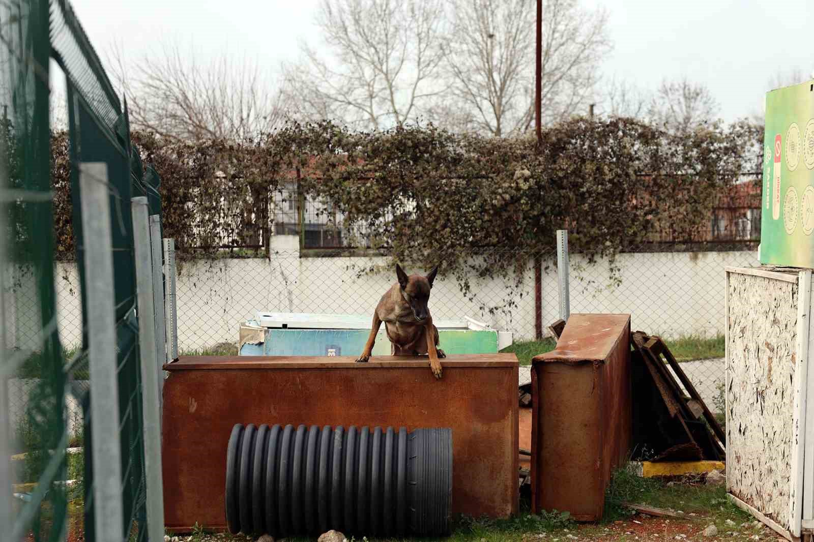 Sakarya itfaiyesinin eğitimli köpekleri operasyonlar için hazır kıta bekliyor
