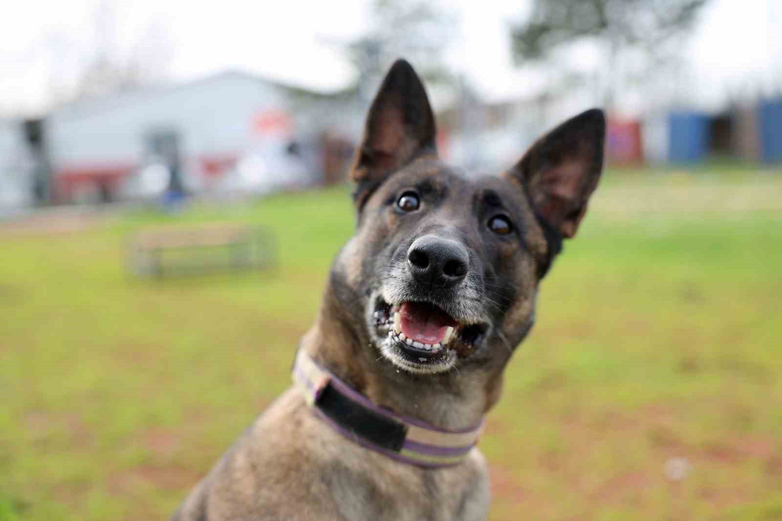 Sakarya itfaiyesinin eğitimli köpekleri operasyonlar için hazır kıta bekliyor
