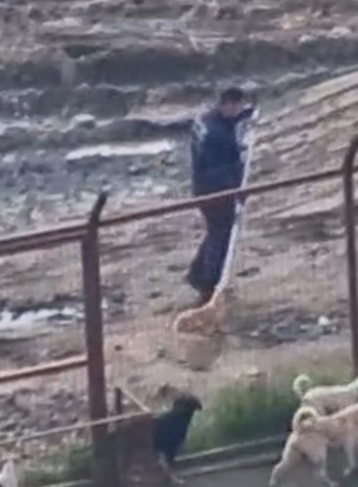 Sakarya Valiliğinden iki ilçedeki barınak görüntülerine ilişkin açıklama
