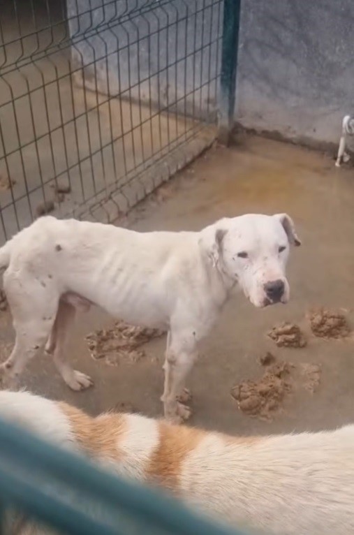 Sakarya Valiliğinden iki ilçedeki barınak görüntülerine ilişkin açıklama
