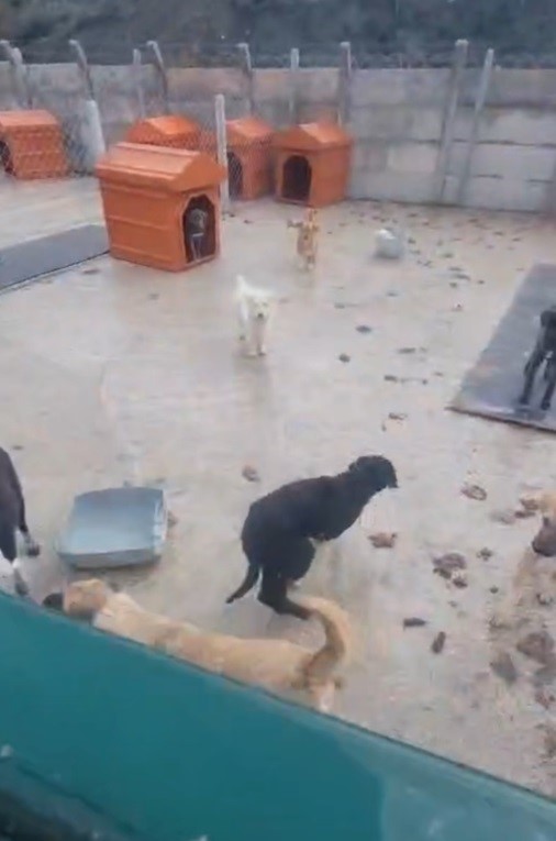 Sakarya Valiliğinden iki ilçedeki barınak görüntülerine ilişkin açıklama
