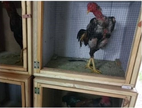 Sakarya’da horoz dövüşü operasyonu
