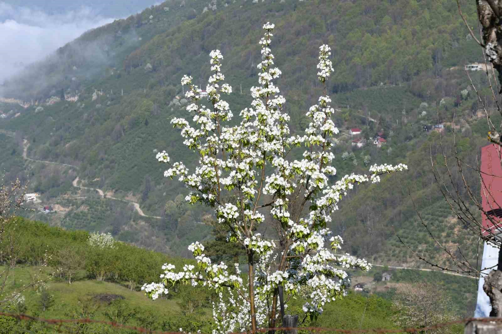Sakarya’nın yüksek kesimlerinde bahar güzelliği
