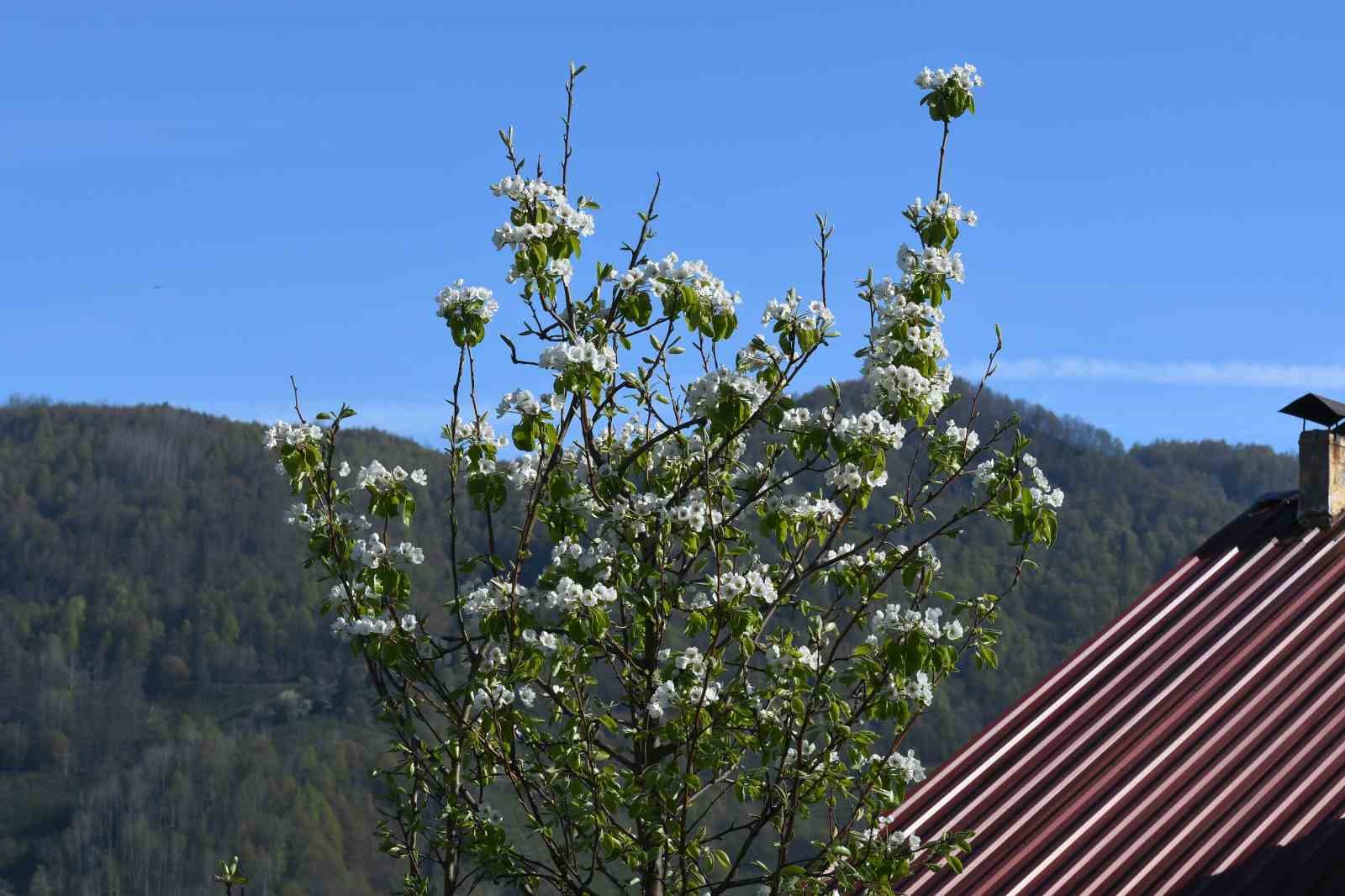 Sakarya’nın yüksek kesimlerinde bahar güzelliği
