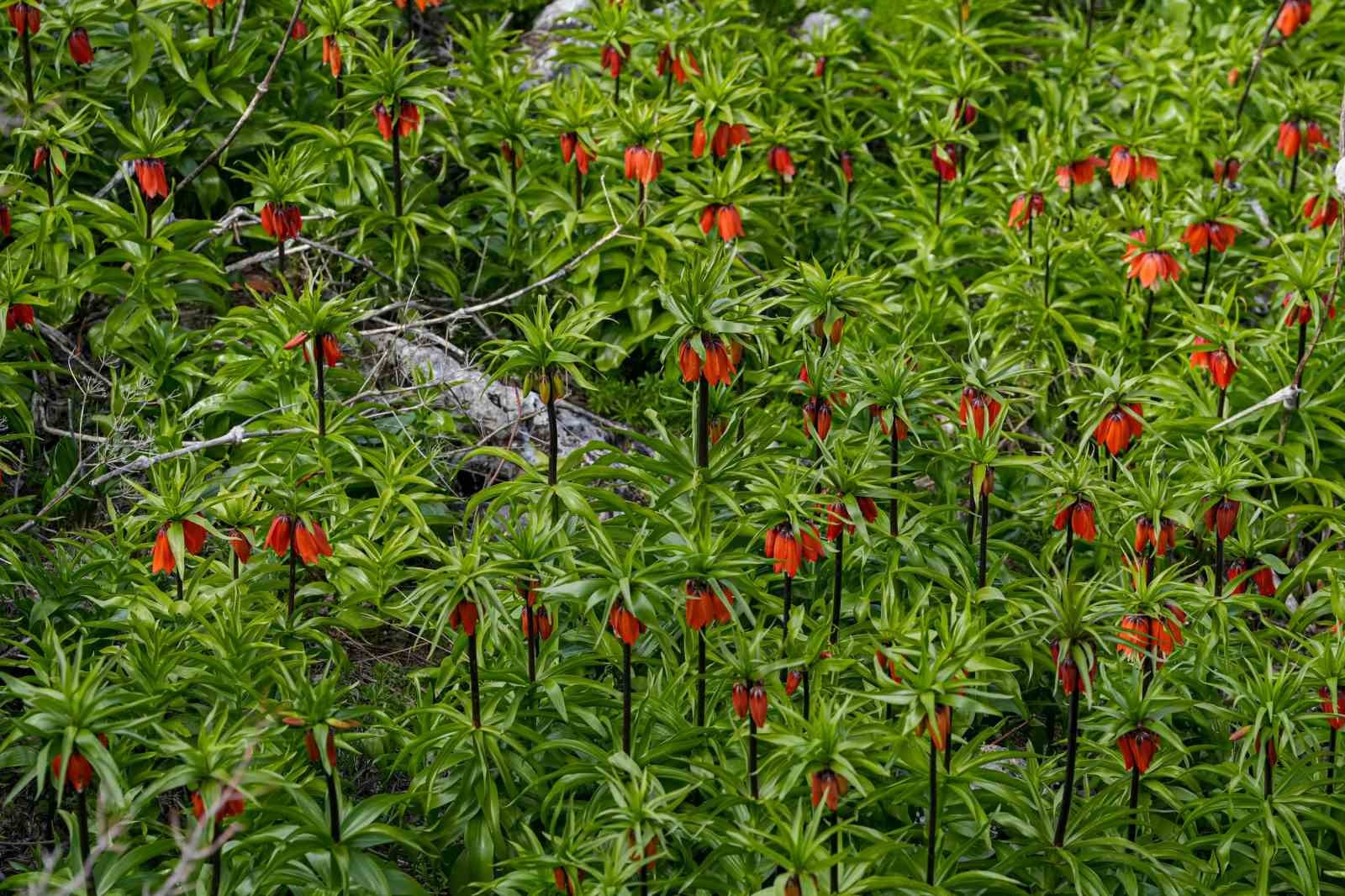 Sakız Dağı’nda ters laleler görsel şölen sunuyor
