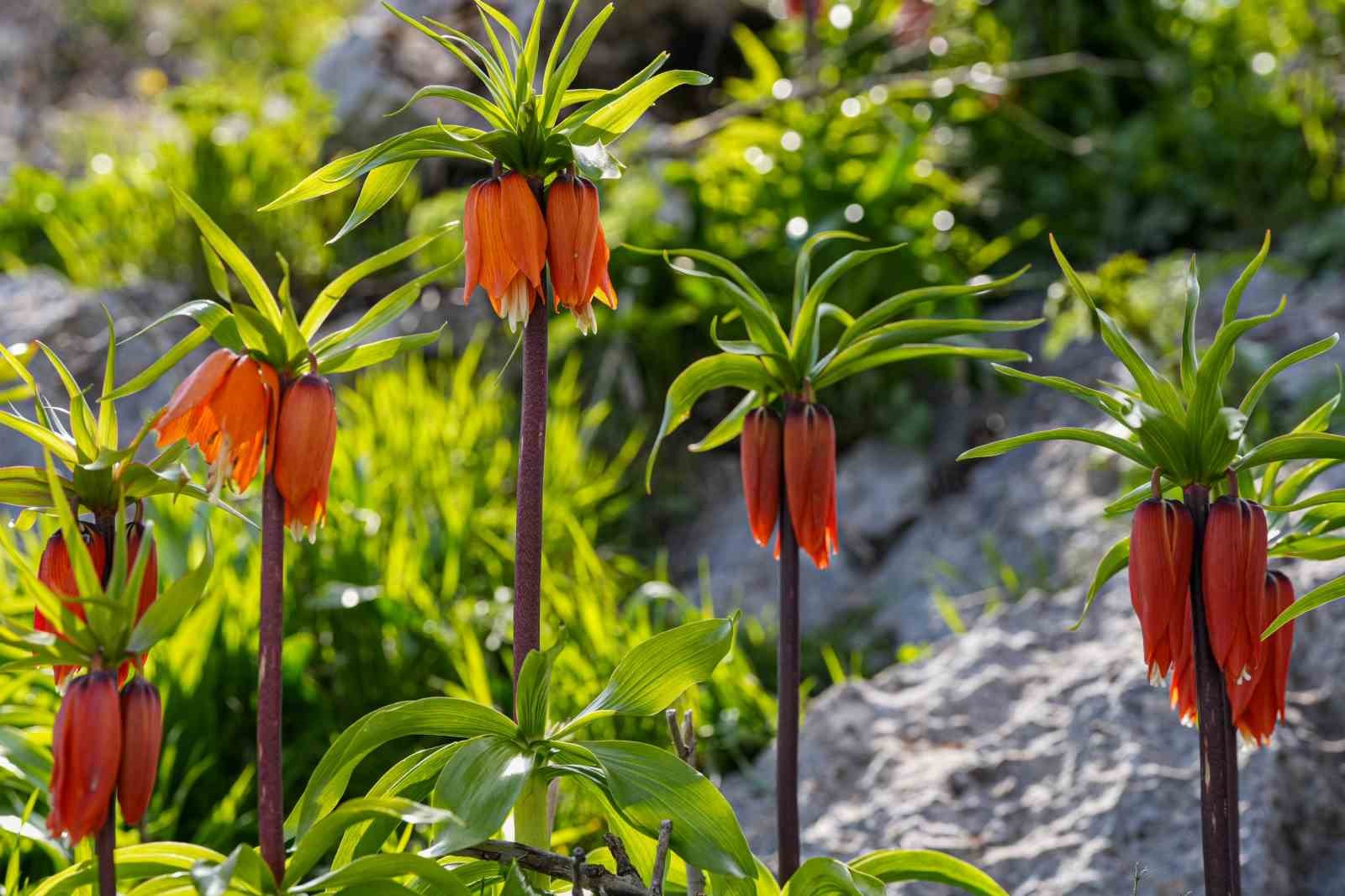 Sakız Dağı’nda ters laleler görsel şölen sunuyor
