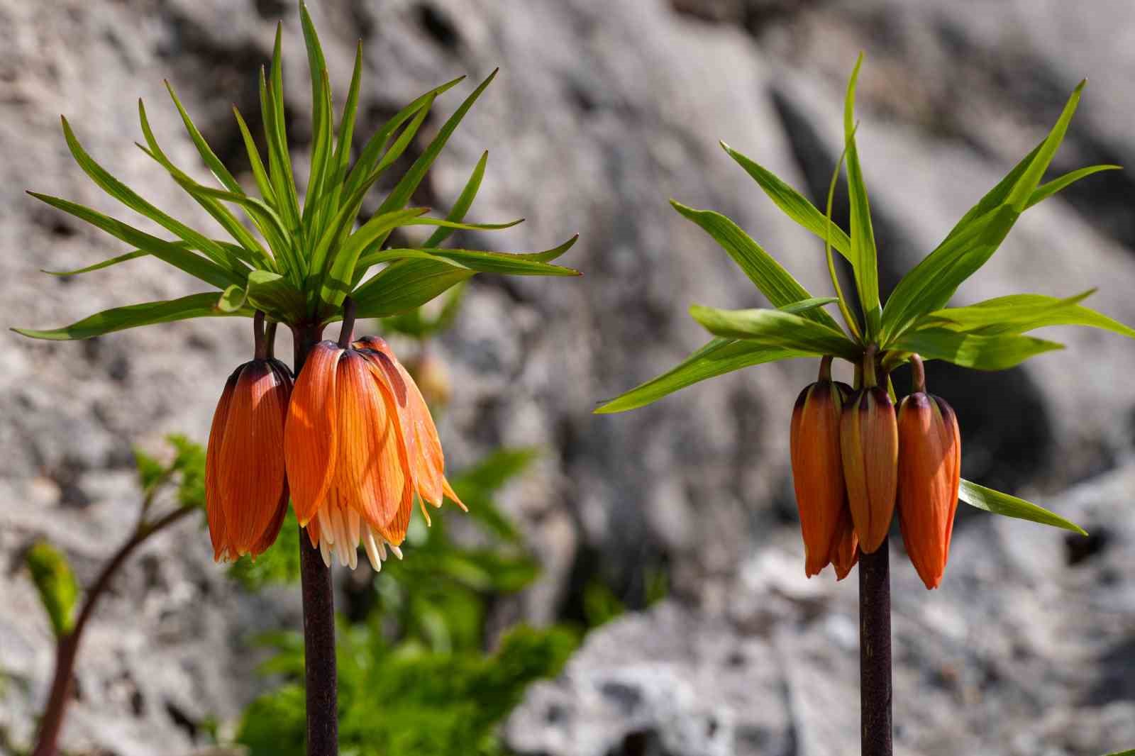 Sakız Dağı’nda ters laleler görsel şölen sunuyor

