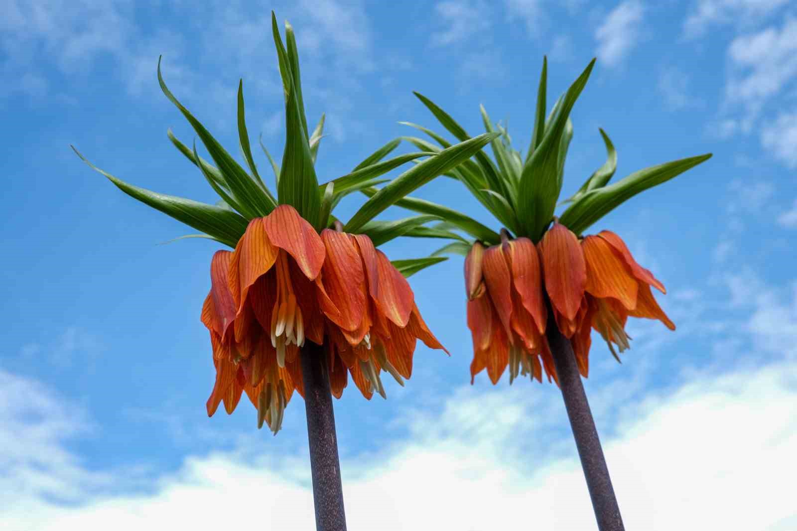 Sakız Dağı’nda ters laleler görsel şölen sunuyor
