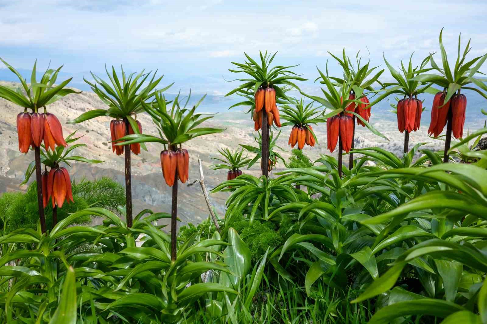 Sakız Dağı’nda ters laleler görsel şölen sunuyor
