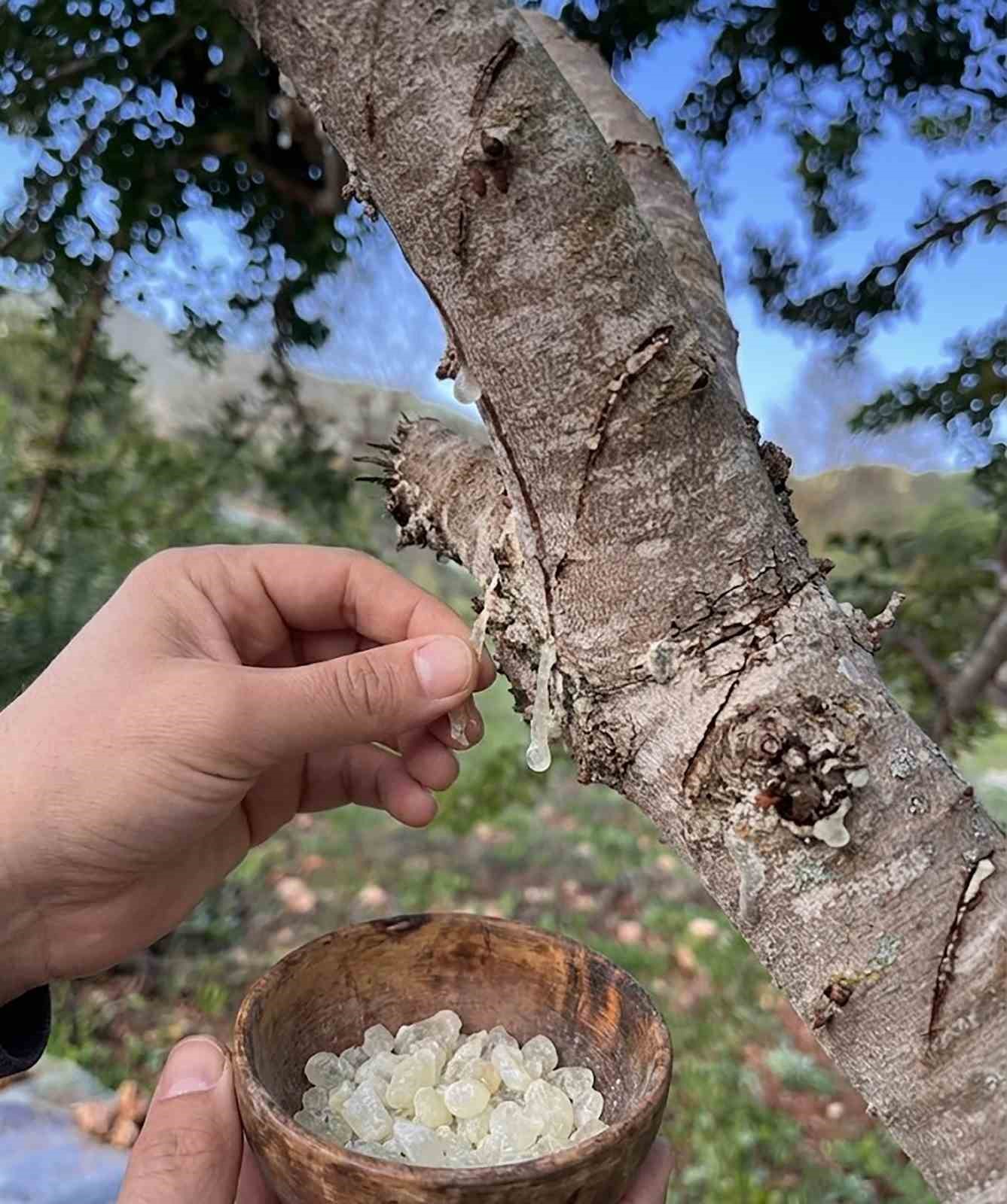Sakız’dan farklı ürünler üretilmeye başlandı
Sakız’dan farklı ürünler üretilmeye başlandı