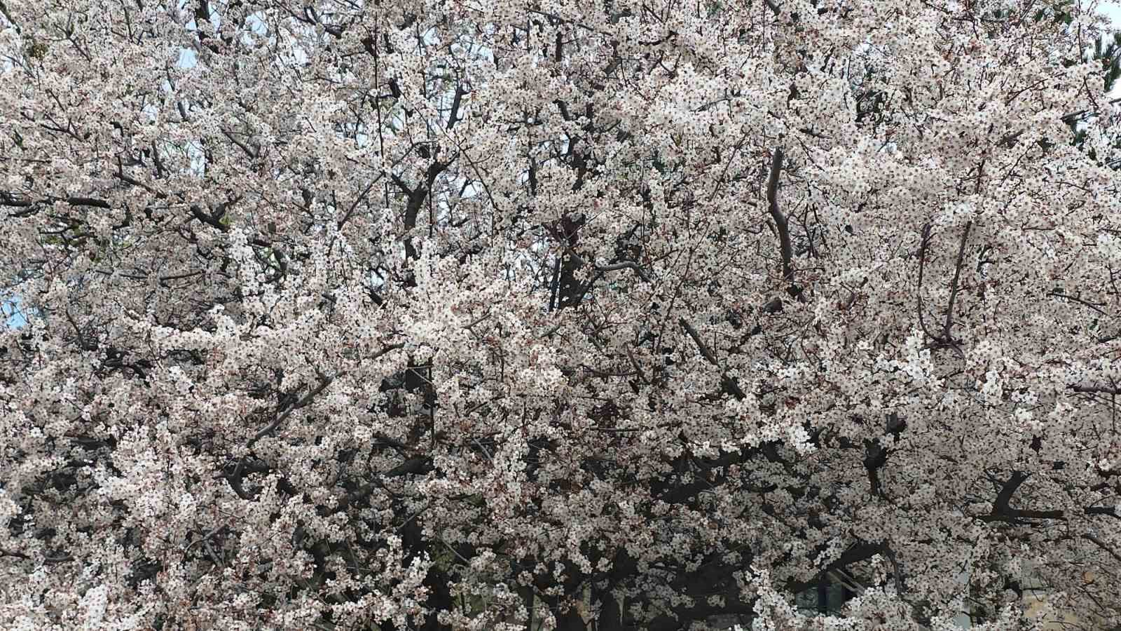 Saklıgöl, ilkbaharla birlikte ayrı bir güzelliğe büründü
